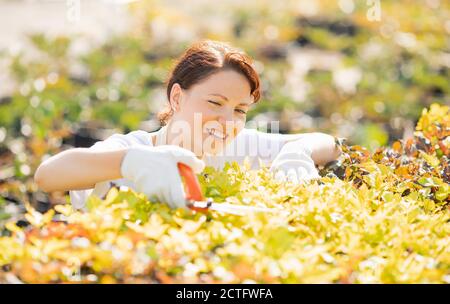 Arbeiter Hände mit Gartenschere schneiden Hecke, trimmen ordentlich Strauch Stockfoto