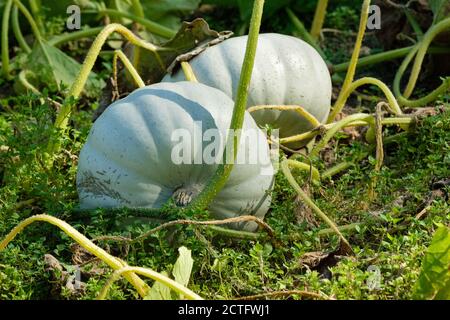 Cucurbita Pepo 'Kronprinz'. Silberblau gehäutet Kürbis 'Kronprinz' wächst in einem Gemüsefleck. Squash „Kronprinz“. Stockfoto