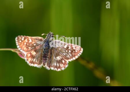 Oberthürs Grizzled Skipper - Pyrgus armoricanus, schöner kleiner Schmetterling aus europäischen Wiesen und Weiden, Zlin, Tschechien. Stockfoto