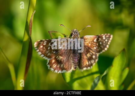 Oberthürs Grizzled Skipper - Pyrgus armoricanus, schöner kleiner Schmetterling aus europäischen Wiesen und Weiden, Zlin, Tschechien. Stockfoto