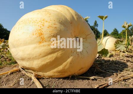 Cucurbita maxima 'Atlantic Giant'. „Atlantic Giant“ Kürbis. Kürbis 'Atlantic Giant' wächst in einem Gemüsegarten Stockfoto