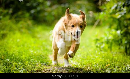 Cute Bordertoller Mix Rasse Welpen, Border Collie und toller Stockfoto