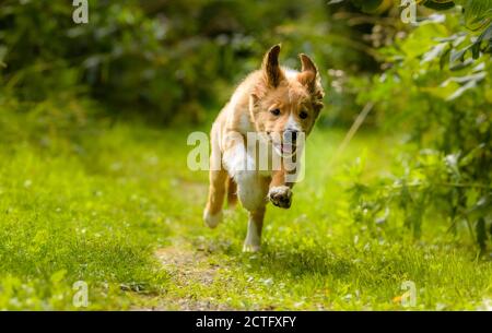 Cute Bordertoller Mix Rasse Welpen, Border Collie und toller Stockfoto