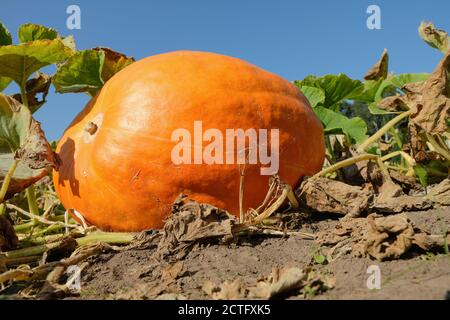 Cucurbita maxima 'Atlantic Giant'. „Atlantic Giant“ Kürbis. Kürbis 'Atlantic Giant' wächst in einem Gemüsegarten Stockfoto