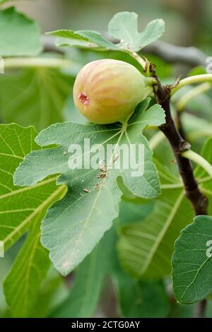 Ficus carica 'Weißer Dr. Youngman'. Abb. „White Dr Youngman“. Die gewöhnliche Feigenfrucht, die auf einem Baum wächst Stockfoto