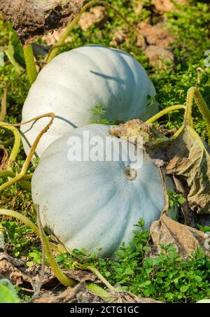 Cucurbita Pepo 'Kronprinz'. Silberblau gehäutet Kürbis 'Kronprinz' wächst in einem Gemüsefleck. Squash „Kronprinz“. Stockfoto