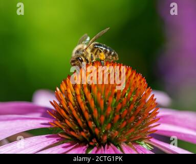 Makro einer Biene Nektar sammeln an einem conflower Blüte Stockfoto
