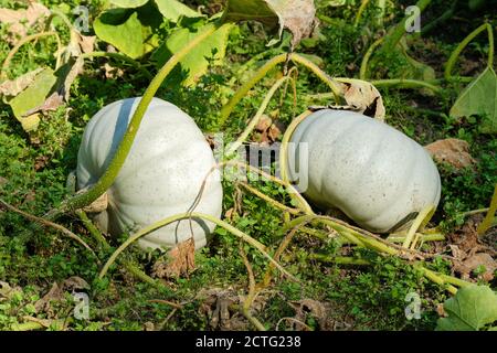 Cucurbita Pepo 'Kronprinz'. Silberblau gehäutet Kürbis 'Kronprinz' wächst in einem Gemüsefleck. Squash „Kronprinz“. Stockfoto