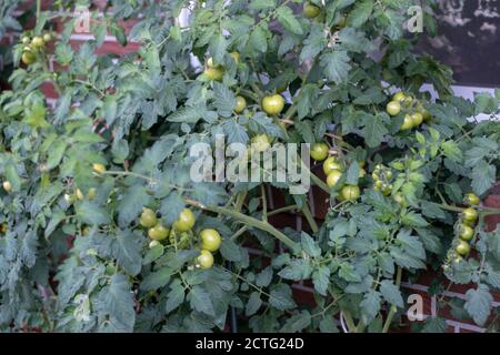 Nahaufnahme von grünen Tomaten, die unter dem Sonnenlicht wachsen Stockfoto