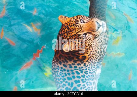 jaguar im Wasser unter Koi Karpfen Stockfoto