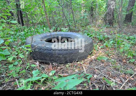 Ein alter Autoreifen blieb im Wald zurück. Übersät mit der natürlichen Umgebung. Stockfoto