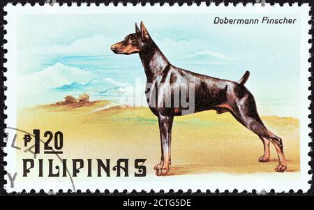 PHILIPPINEN - UM 1979: Eine auf den Philippinen gedruckte Briefmarke aus der 'Katzen und Hunde'-Ausgabe zeigt einen Dobermann-Pinscher, um 1979. Stockfoto