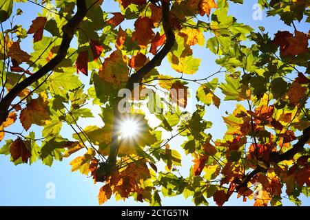 Ein Baum im Spätsommer mit sternförmigen Sonnenstrahlen, die durch die Blätter scheinen. Stockfoto