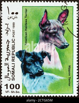 SOMALIA - UM 1999: Eine in Somalia gedruckte Briefmarke aus der 'Dogs'-Ausgabe zeigt Nippon Terrier und American Hairless Terrier, um 1999. Stockfoto