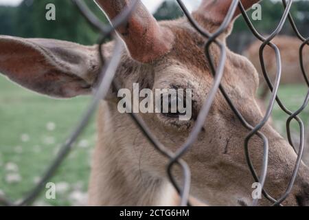 Nahaufnahme Hirsch Bauernhof in der Wiese schöne Landschaft Berg Hintergrund. Stockfoto
