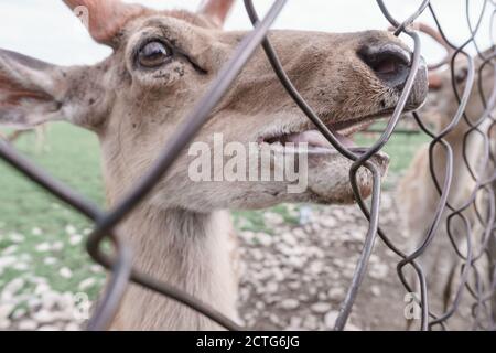 Nahaufnahme Hirsch Bauernhof in der Wiese schöne Landschaft Berg Hintergrund. Stockfoto