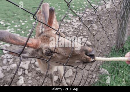 Nahaufnahme Hirsch Bauernhof in der Wiese schöne Landschaft Berg Hintergrund. Stockfoto