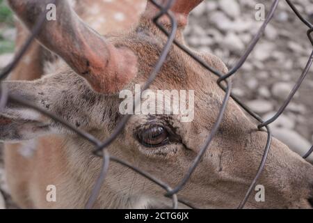 Nahaufnahme Hirsch Bauernhof in der Wiese schöne Landschaft Berg Hintergrund. Stockfoto