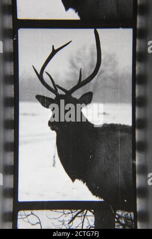 Feine Schwarz-Weiß-Fotografie aus den 1970er Jahren, Nahaufnahme von wildem Elch, der durch den Wald streift, Cervus canadensis. Stockfoto