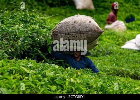 28. März 2018: Ein Arbeiter mit einem Sack auf dem Kopf voller Teeblätter. Cameron Highlands, Malaysia Stockfoto