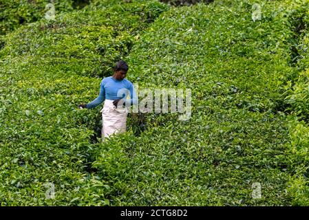28. März 2018: Arbeiter in einer Teeplantage. Cameron Highlands, Malaysia Stockfoto