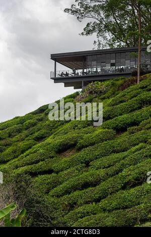 28. März 2018: Teeservice in einer Teeplantage. Cameron Highlands, Malaysia Stockfoto