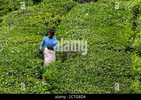 28. März 2018: Arbeiter in einer Teeplantage. Cameron Highlands, Malaysia Stockfoto