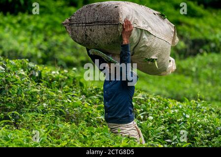 28. März 2018: Ein Arbeiter mit einem Sack auf dem Kopf voller Teeblätter. Cameron Highlands, Malaysia Stockfoto