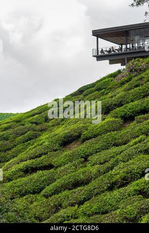 28. März 2018: Teeservice in einer Teeplantage. Cameron Highlands, Malaysia Stockfoto