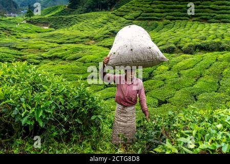 28. März 2018: Ein Arbeiter mit einem Sack auf dem Kopf voller Teeblätter. Cameron Highlands, Malaysia Stockfoto