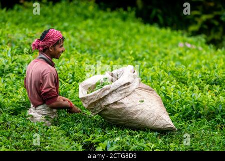 28. März 2018: Ein Arbeiter, der Teeblätter in einer Teeplantage aufholt. Cameron Highlands, Malaysia Stockfoto