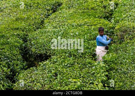 28. März 2018: Arbeiter in einer Teeplantage. Cameron Highlands, Malaysia Stockfoto