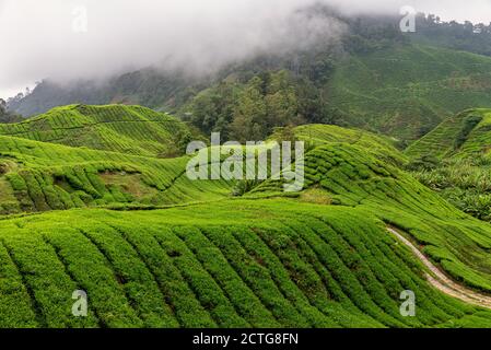 Blick auf die Teeplantage im Cameron Highlands, Malaysia Stockfoto