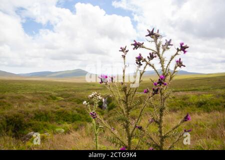 Eine schöne Aussicht auf die Berge in Wicklow Mountains National Park in Irland Stockfoto