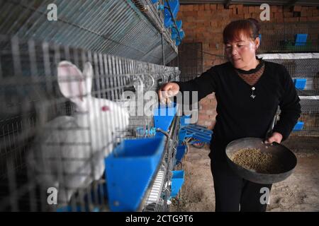 (200923) -- ZHENYUAN, 23. September 2020 (Xinhua) -- der Dorfbewohner Zhang Xiaohua füttert Kaninchen im Dorf Wuyuan der Gemeinde Xinji, Bezirk Zhenyuan, nordwestlich der Provinz Gansu, 21. September 2020. Zhangs Familie wurde 2013 als verarmter Haushalt registriert. Im Jahr 2019 begann sie mit Unterstützung der lokalen Regierung Kaninchen und Ziegen zu züchten, die ihr Boni und Dividenden boten, während ihr Mann Xue Jinzhang einen Job in der Nähe von zu Hause bekam. Das Ehepaar Zhang und einige andere im Dorf schüttelten im September 2020 die Armut ab. (Xinhua/Chen Bin) Stockfoto