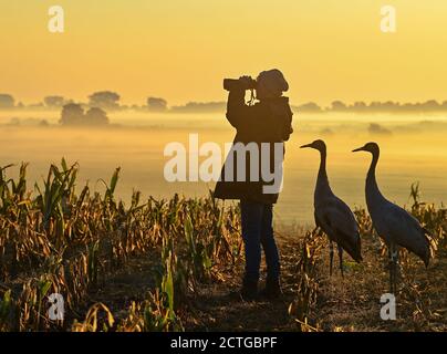 21. September 2020, Brandenburg, Steinhöfel: Beate Blahy, Tier- und Naturschützerin, steht am frühen Morgengrauen mit zwei jungen Kranichen (Grus grus) auf einem geernteten Maisfeld. Kraniche haben in diesem Jahr nur wenige Nachkommen in Brandenburg. Der Grund dafür ist die Dürre. Geeignete Brutplätze und Futter fehlen. Anstatt in freier Wildbahn aufgezogen zu werden, werden Jungvögel zunehmend von Menschen aus einer falschen Liebe zu Tieren aufgezogen. Das ist auch alarmierend. Foto: Patrick Pleul/dpa-Zentralbild/ZB Stockfoto