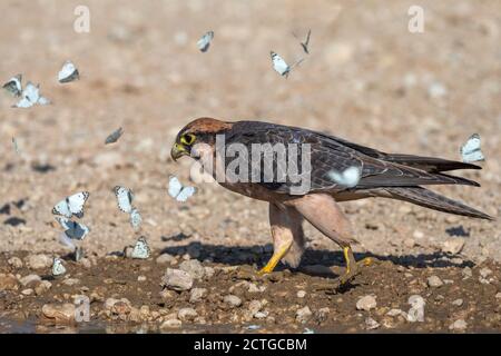 Lanner Falcon (Falco biarmicus), Kgalagadi Transfrontier Park, Südafrika Stockfoto