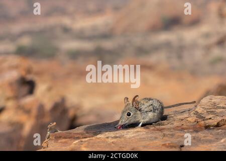 Eastern Rock Elephant Spitzmaus (Elephantulus myurus) trinken, Tuli Wildreservat, Botswana Stockfoto