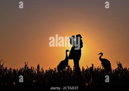 21. September 2020, Brandenburg, Steinhöfel: Beate Blahy, Tier- und Naturschützerin, steht am frühen Morgengrauen mit zwei jungen Kranichen (Grus grus) auf einem geernteten Maisfeld. Kraniche haben in diesem Jahr nur wenige Nachkommen in Brandenburg. Der Grund dafür ist die Dürre. Geeignete Brutplätze und Futter fehlen. Anstatt in freier Wildbahn aufgezogen zu werden, werden Jungvögel zunehmend von Menschen aus einer falschen Liebe zu Tieren aufgezogen. Das ist auch alarmierend. Foto: Patrick Pleul/dpa-Zentralbild/ZB Stockfoto