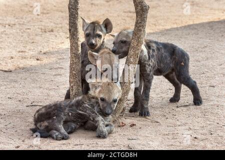 Gefleckte Hyänen (Crocuta crocuta), Junge, Elephant Plains, Sabi Sand, Südafrika Stockfoto