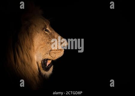 Löwe (Panthera leo) bei Nacht, Elephant Plains, Sabi Sand Wildreservat, Südafrika, Stockfoto