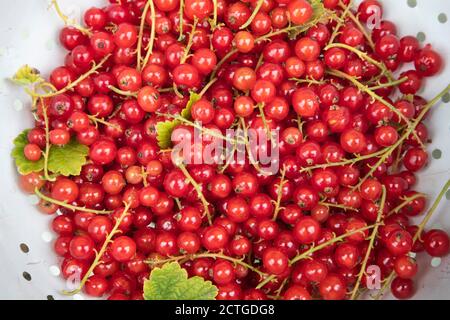 Einheimische Johannisbeeren (Ribes rubrum), Northumberland, Großbritannien Stockfoto