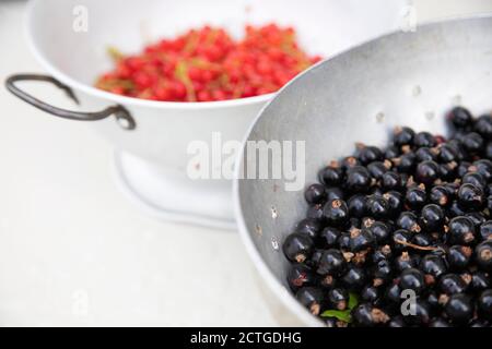 Einheimische schwarze Johannisbeeren (Ribes nigrum) und rote Johannisbeeren (Ribes rubrum), Northumberland, Großbritannien Stockfoto