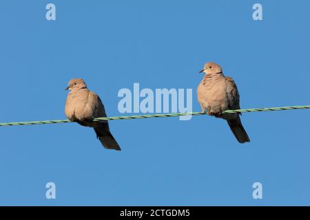 Halstauben (Streptopelia decaocto), Northumberland National Park, Großbritannien Stockfoto