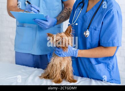 Erfahrene Tierärzte arbeiten mit kleinen Hund in Tierklinik, Nahaufnahme Stockfoto