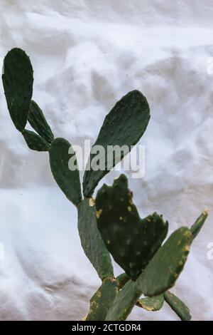 Kaktus (Opuntia ficus-indica) und weiß getünchte Wand, Via Potenza, in der historischen Altstadt von Ostuni, die Weiße Stadt (La Città Bianca), Apulien, Italien Stockfoto