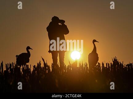 21. September 2020, Brandenburg, Steinhöfel: Beate Blahy, Tier- und Naturschützerin, steht am frühen Morgengrauen mit zwei jungen Kranichen (Grus grus) auf einem geernteten Maisfeld. Kraniche haben in diesem Jahr nur wenige Nachkommen in Brandenburg. Der Grund dafür ist die Dürre. Geeignete Brutplätze und Futter fehlen. Anstatt in freier Wildbahn aufgezogen zu werden, werden Jungvögel zunehmend von Menschen aus einer falschen Liebe zu Tieren aufgezogen. Das ist auch alarmierend. Foto: Patrick Pleul/dpa-Zentralbild/ZB Stockfoto