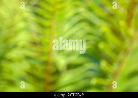 Bracken Leaf (Pteridium aquilinum), Northumberland National Park, Großbritannien, Stockfoto