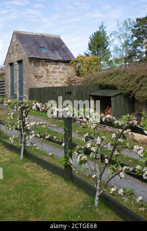 Apfelblüte (Malus domestica), Northumberland, Großbritannien Stockfoto