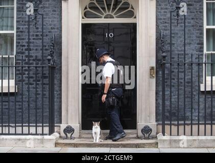 London, Großbritannien. September 2020. Larry, die Katze aus der Downing Street, vor der Tür von Boris Johnson, Premierminister Nr. 10, verlässt das Parlament, um Fragen des Premierministers zu stellen. Kredit: Mark Thomas/Alamy Live Nachrichten Stockfoto